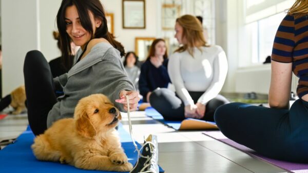 Una sessione di Puppy Yoga rilassante e gioiosa: un cucciolo di Golden Retriever si gode l'attenzione mentre una partecipante lega il suo laccio da ginnastica, circondati da yogi sorridenti in una sala luminosa.