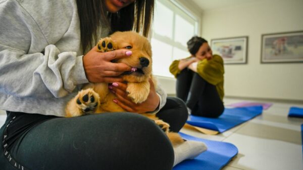 Un cucciolo di Golden Retriever adorabile e spensierato partecipa a un'attività di Puppy Yoga, catturando cuori mentre una donna giovane e sorridente si prepara per la pratica, in un ambiente sereno con altri appassionati di yoga.